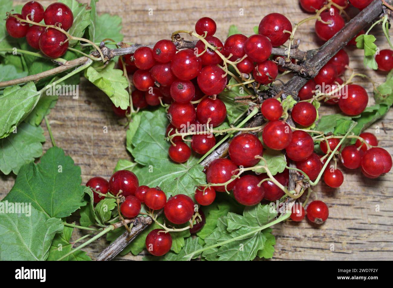 Bacche di ribes rosso interi con foglie fresche su superficie di legno Foto Stock