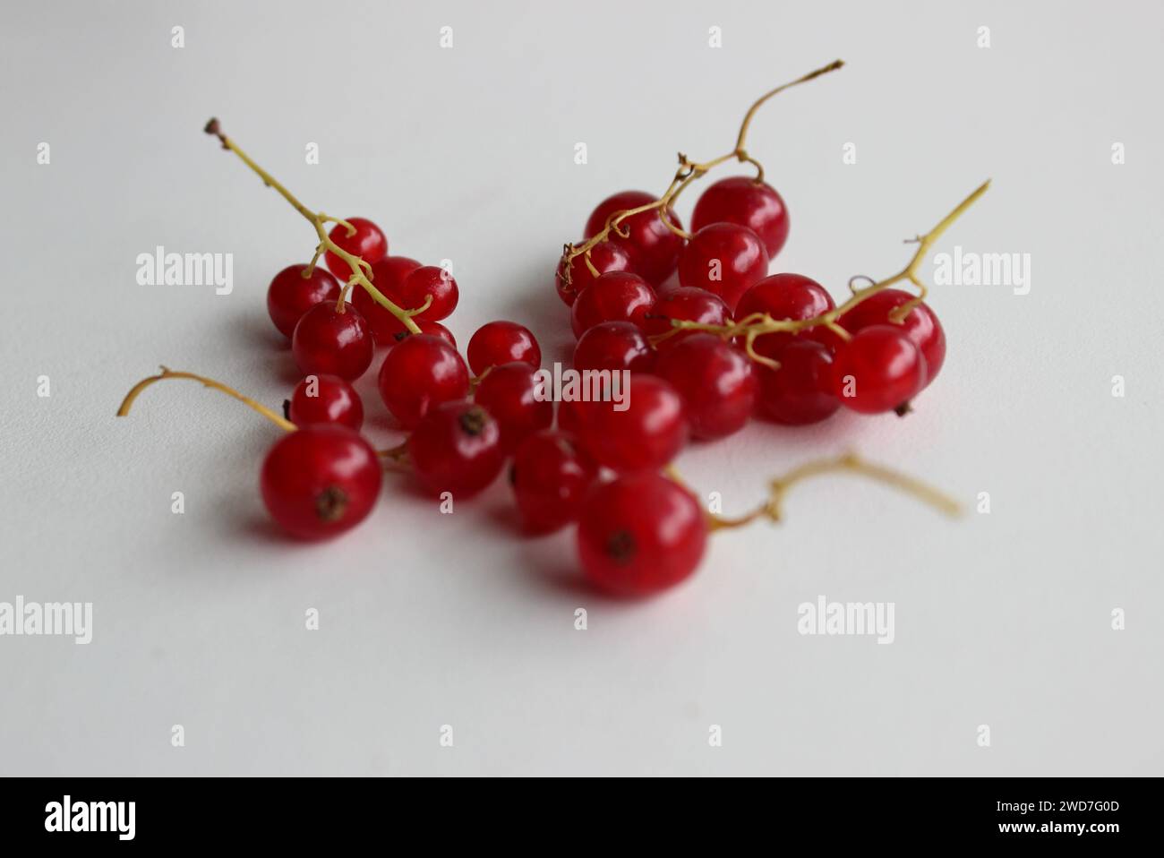 Bacche intere di ribes rosso su Un Thin Branch Studio isolato Foto Stock