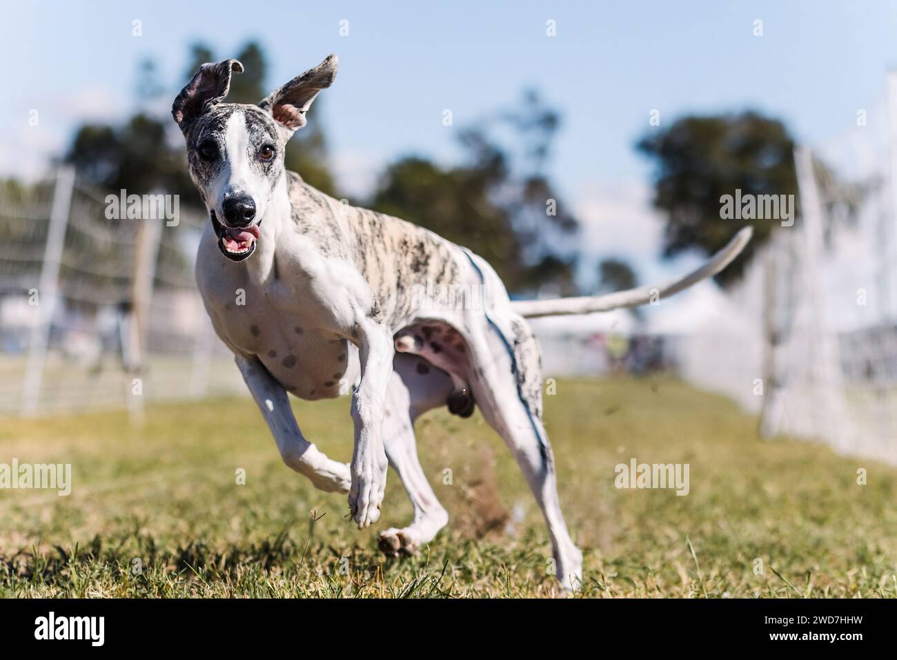 Un cane da compagnia Whippet Sight che corre all'aperto, felice ed eccitato Foto Stock