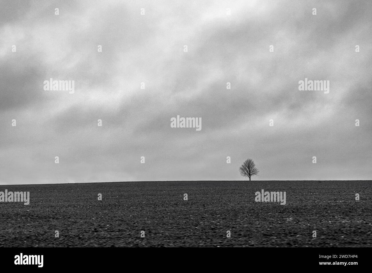 L'albero solitario sorge su una cresta in un campo agricolo vicino a Lund, in Svezia. Foto Stock