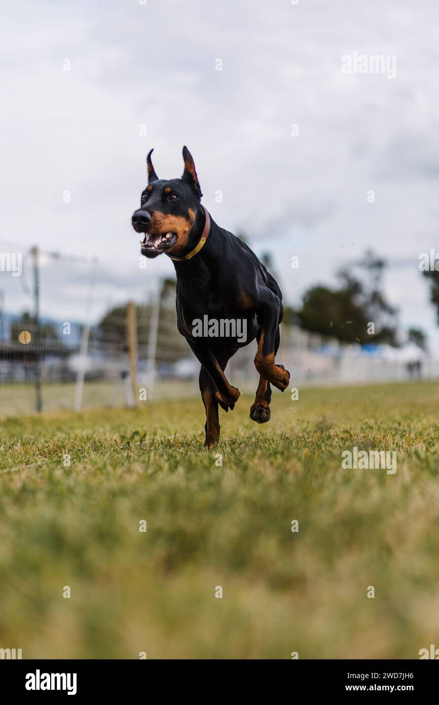 Buon cane nero e abbronzato Doberman Pinscher che corre attira lo sport di coro Foto Stock
