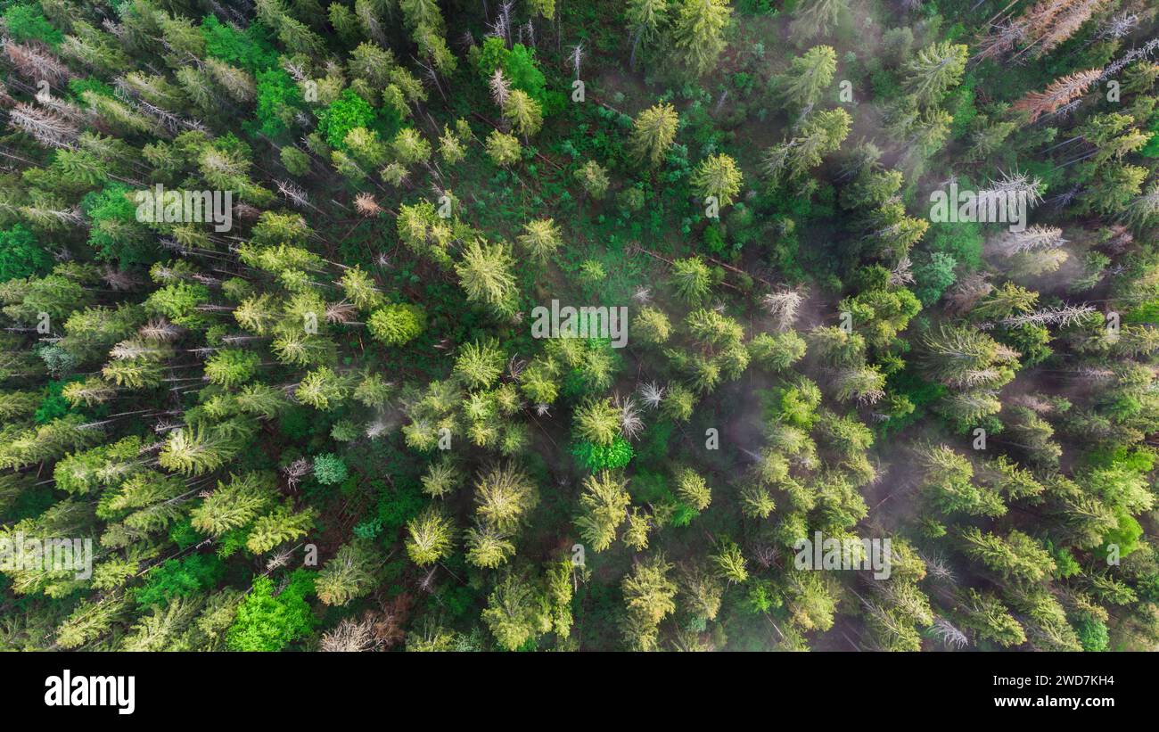 Vista sulla foresta dall'alto, struttura verde della foresta. Vista areale Pine Tree Foto Stock