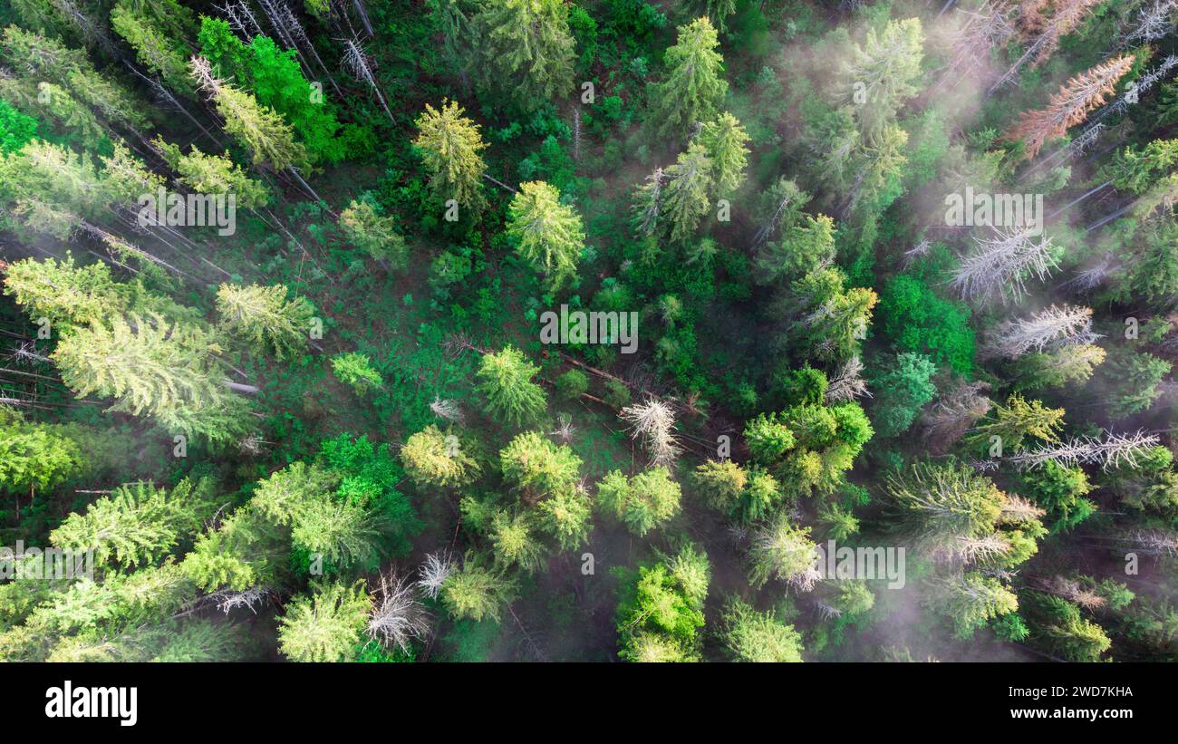 Estate, calda luce del sole attraverso la nebbia nella vista aerea della foresta Foto Stock