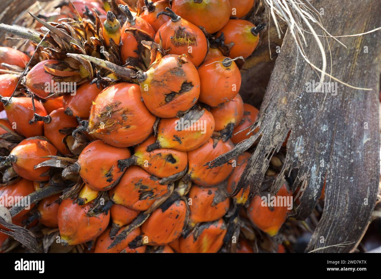 GHANA, Nkawkaw, coltivazione e raccolta dell'olio di palma, frutto dell'olio di palma con chicchi / GHANA, Ölpalm Anbau und Ernte, Palmöl Früchte mit Kernen Foto Stock