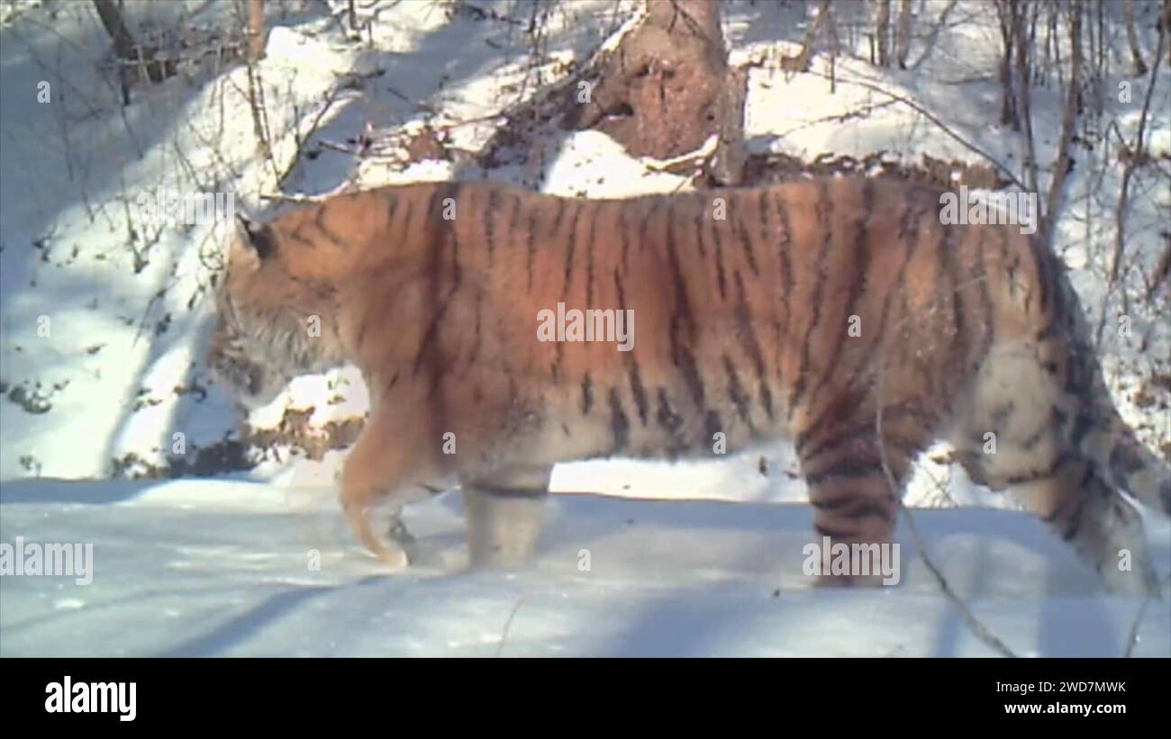 Harbin. 19 gennaio 2024. Questa foto scattata da una termocamera mostra una tigre siberiana selvaggia nella provincia di Heilongjiang nel nord-est della Cina. PER ANDARE CON "Tigre siberiana minacciata avvistata nel nord-est della Cina" credito: Xinhua/Alamy Live News Foto Stock