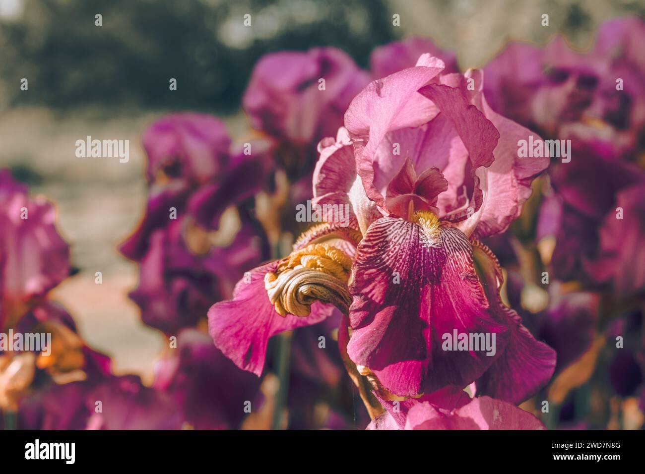 Iris viola nel giardino da vicino, soleggiato. Foto Stock