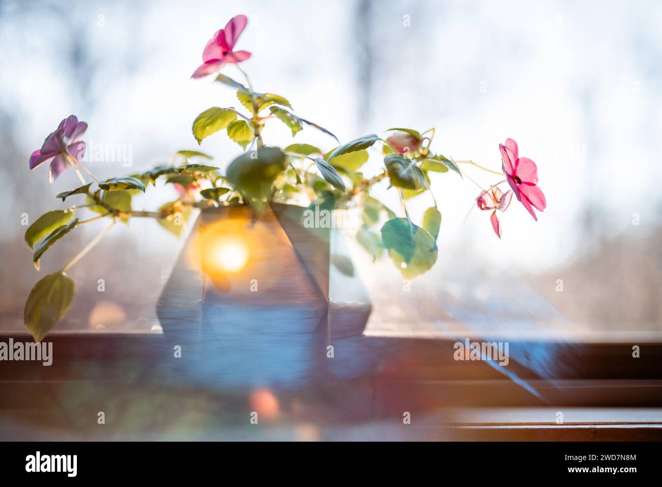 Fiori rosa di impatiens in fiore sul davanzale con luce riflessa Foto Stock