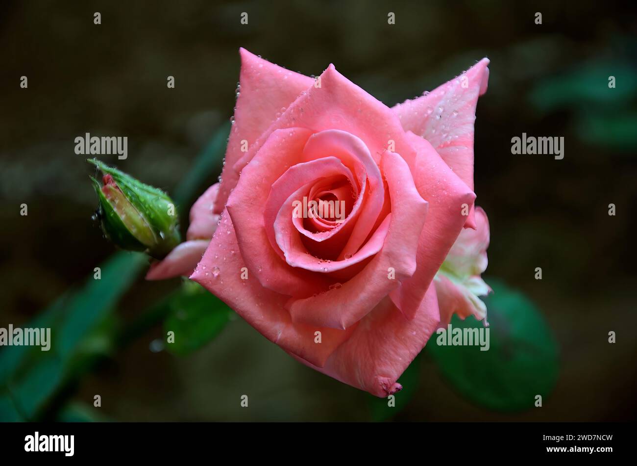 Rosa singola con rugiada sui petali, catturata di notte Foto Stock