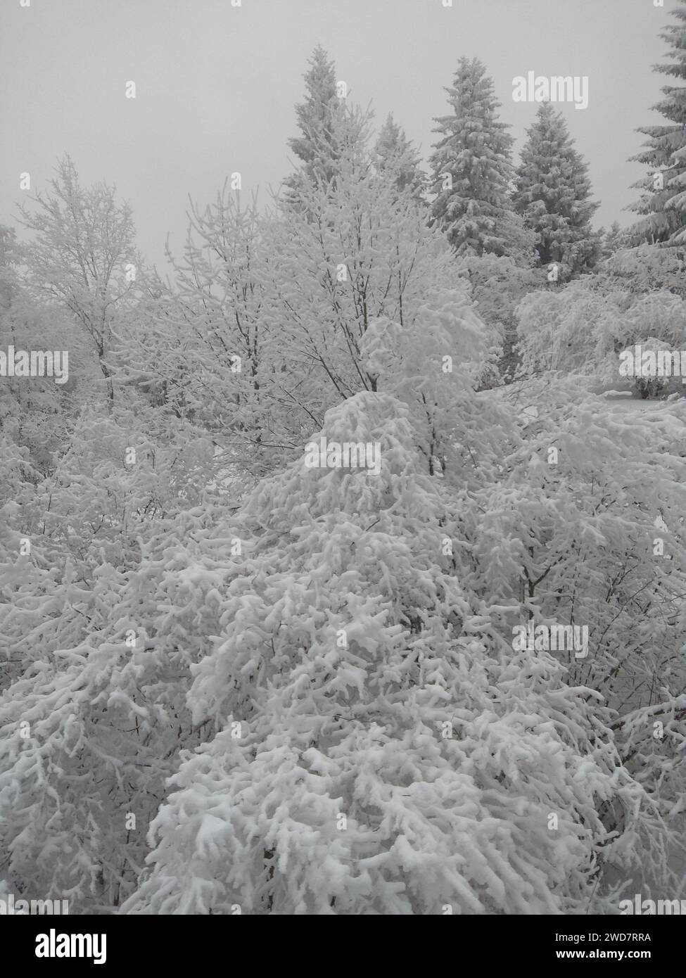 Splendidi paesaggi con pini innevati a Monaco (Germania). Foto Stock