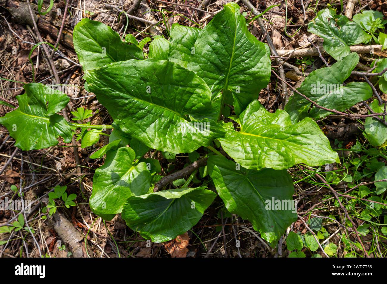 Cuckoopint o Arum maculatum freccia a forma di foglia, boschiva pianta velenosa in famiglia Araceae. foglie a forma di freccia. Altri nomi sono nakeshead, adder's ro Foto Stock