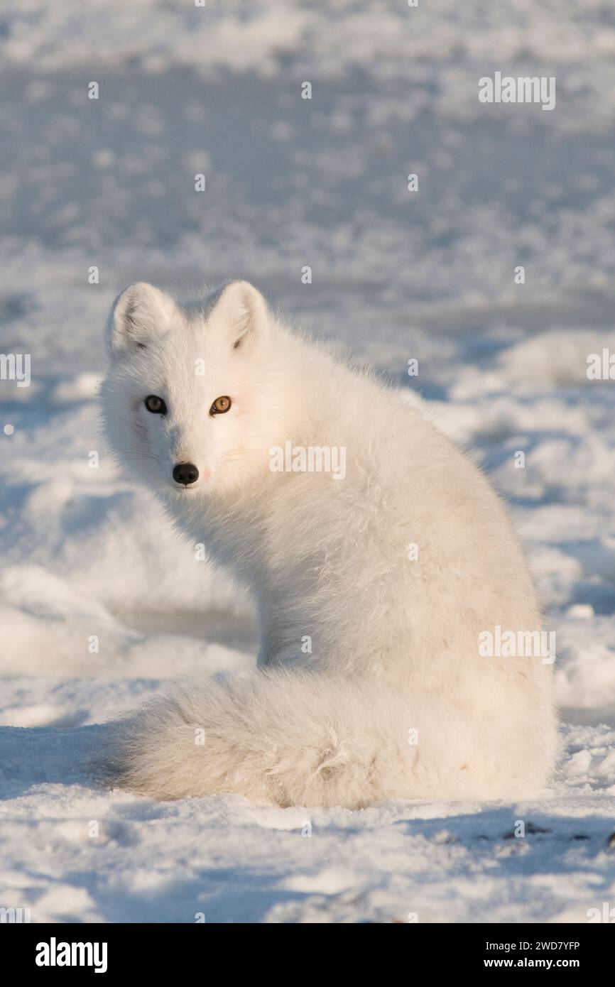 La volpe artica Alopex lagopus adulta nel suo cappotto invernale si trova sulla costa artica in cerca di cibo 1002 nell'area artica ANWR Alaska Foto Stock