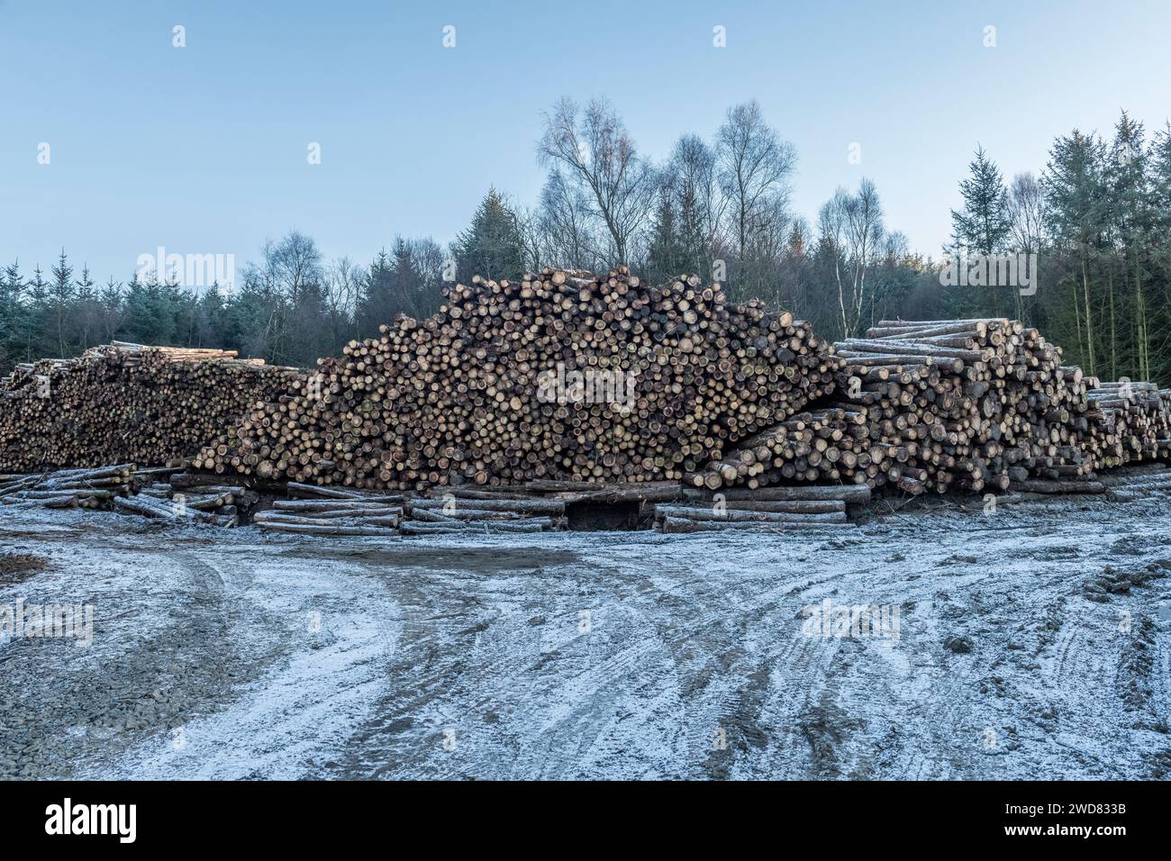Una grande pila di legno abbattuto di recente in un legno commerciale nel Galles centrale, Regno Unito Foto Stock