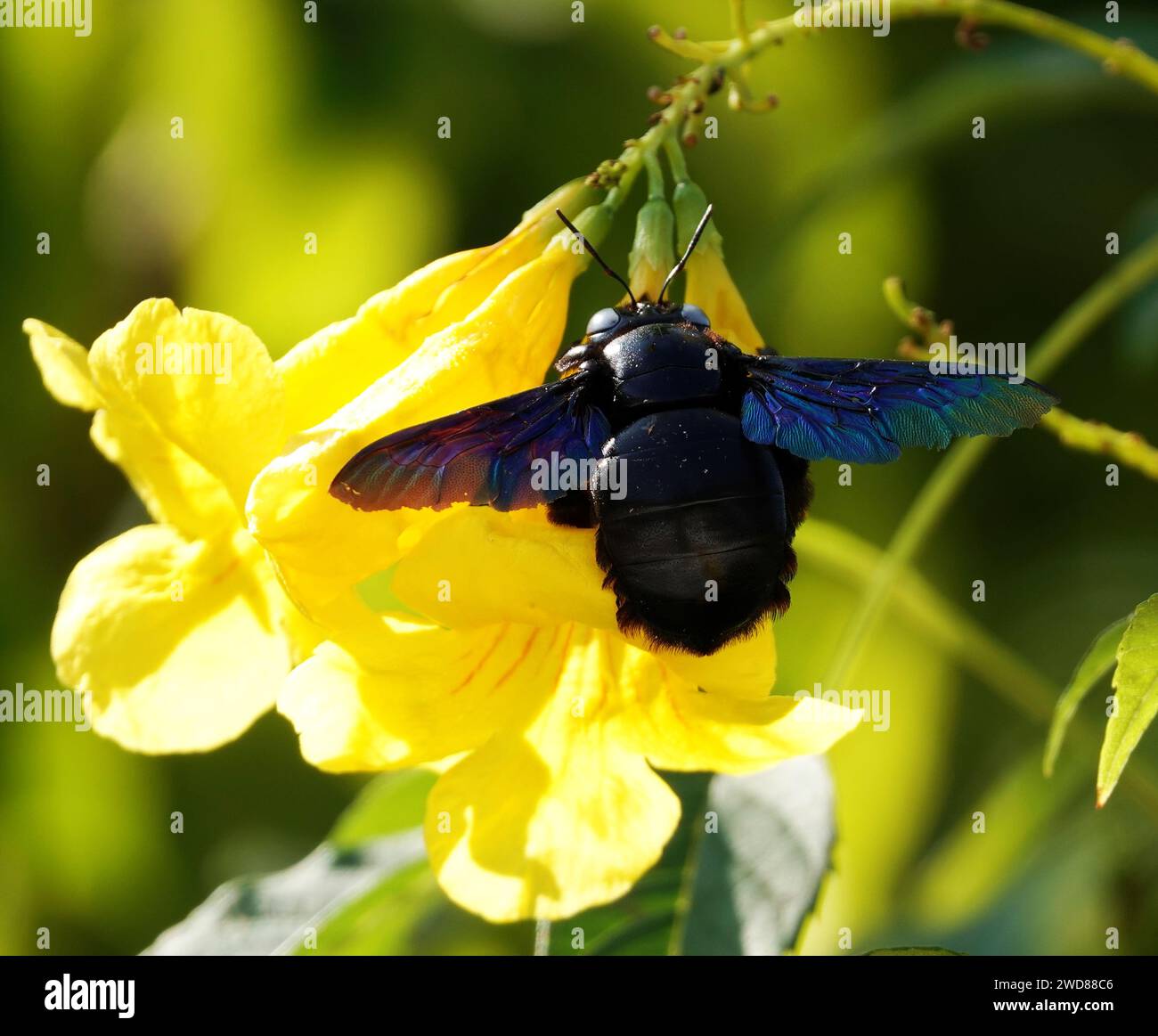 Un primo piano di un'ape di falegname viola su un fiore giallo Foto Stock