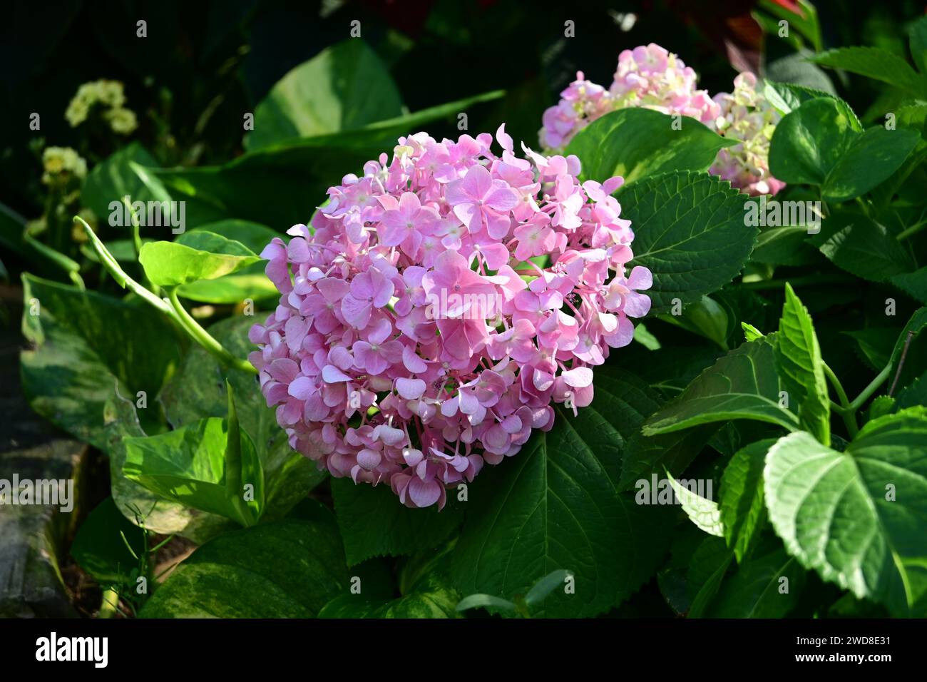 Adorabile Pink Hydrangea Foto Stock