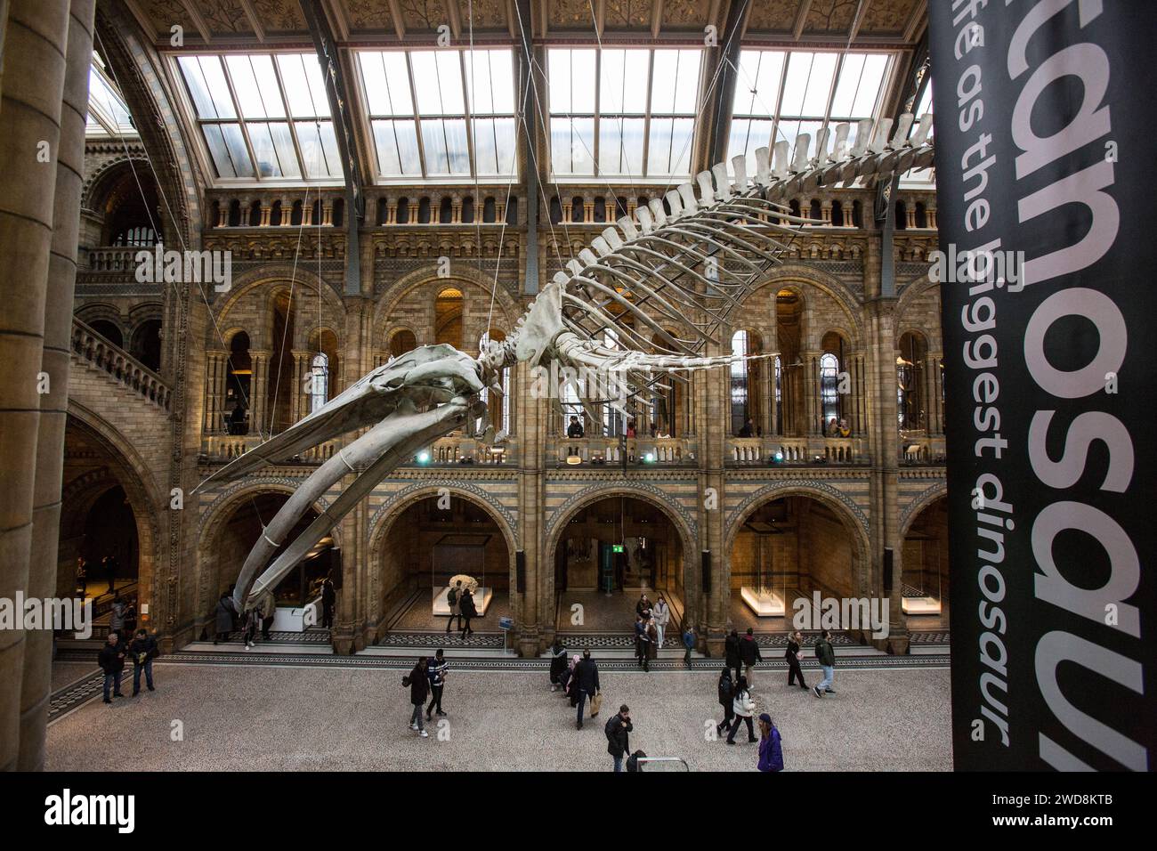 Museo di Storia Naturale di Londra, Regno Unito Foto Stock