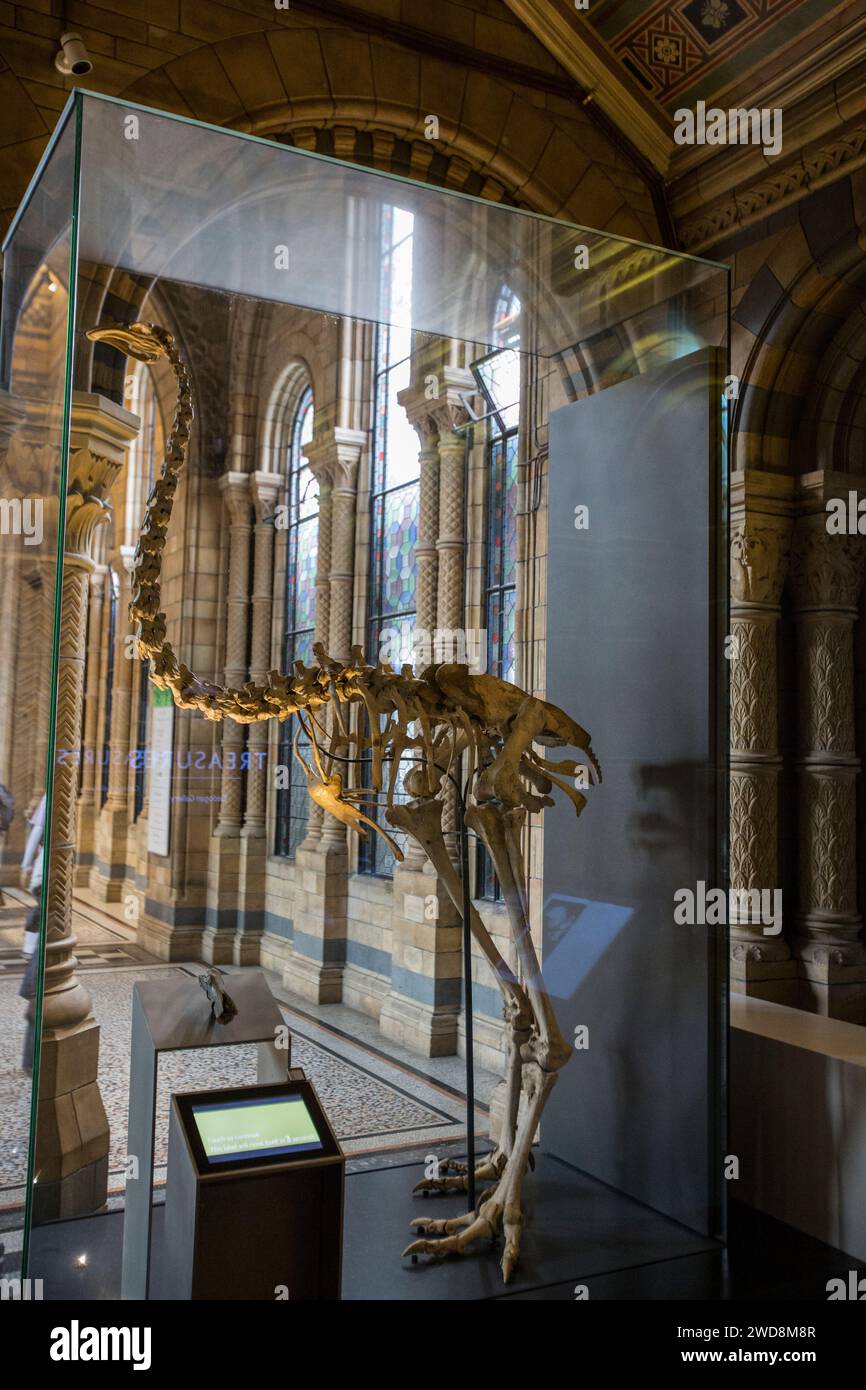 Museo di Storia Naturale di Londra, Regno Unito Foto Stock