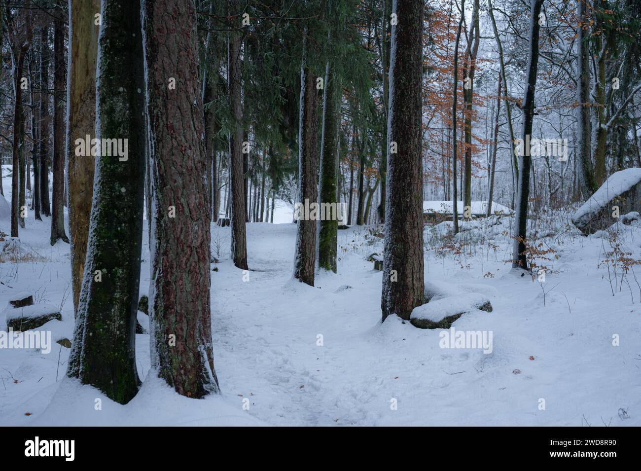 Una scena invitante in un freddo paesaggio di dicembre di pini e faggi. Foto Stock