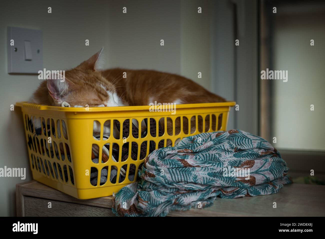 un gatto di zenzero che dorme in un cestino giallo Foto Stock