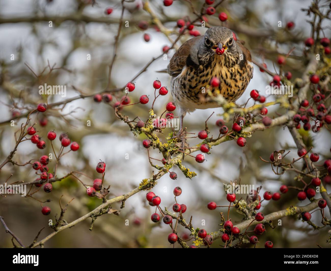 Fieldfare che si nutrono di bacche rosse di Harthorn Foto Stock