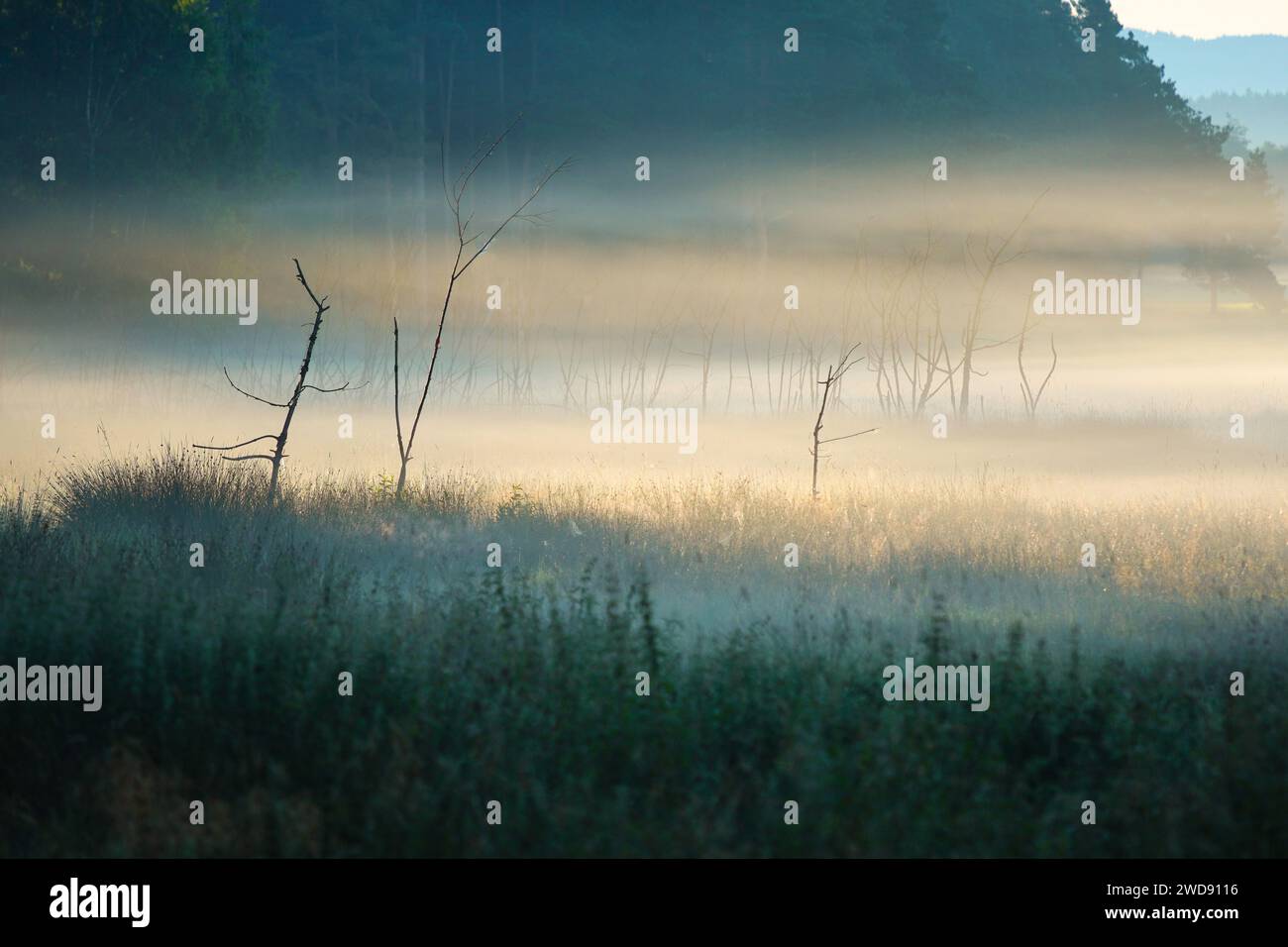 Un campo nebbioso circondato da alberi Foto Stock