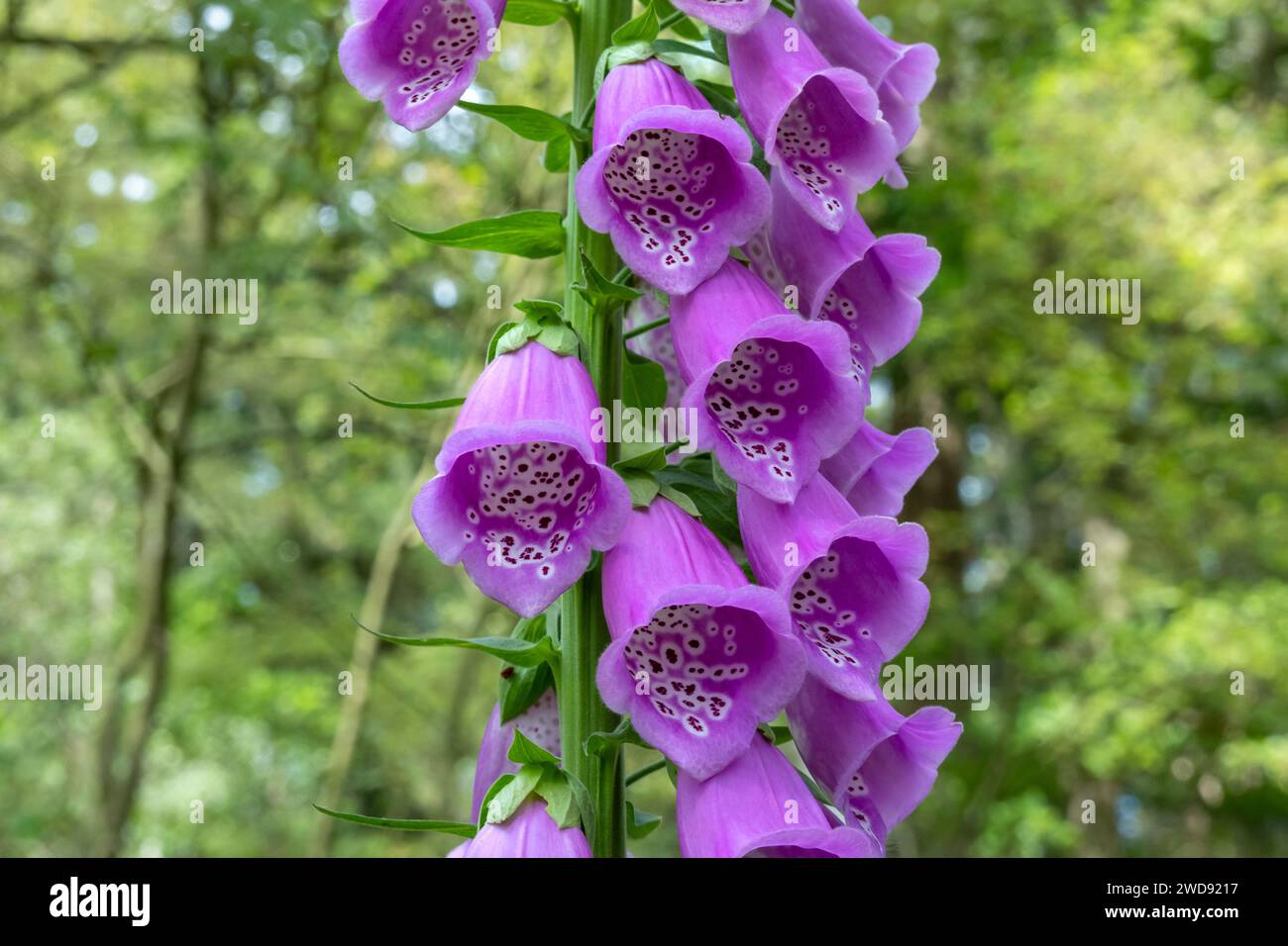 Fioritura comune foxglove, digitalis purpurea, con molti fiori viola, Paesi Bassi Foto Stock