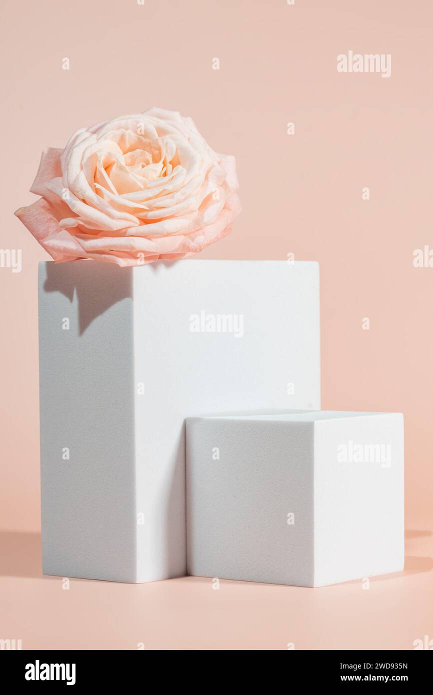 Podio bianco con rose rosa su sfondo rosa. Vetrina per prodotti, profumi, gioielli e presentazioni cosmetiche, mockup per il design. Foto Stock