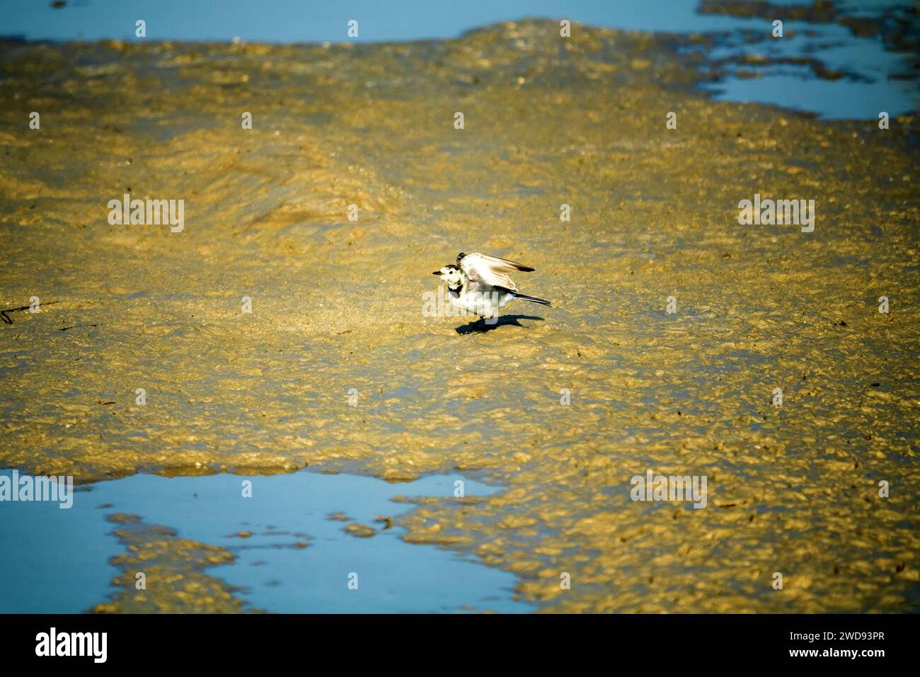 La coda bianca si nutre di mosche su un tappeto di alghe filamentose verdi. Eutrofizzazione di un serbatoio. All'inizio dell'inquinamento biologico, c'è Foto Stock