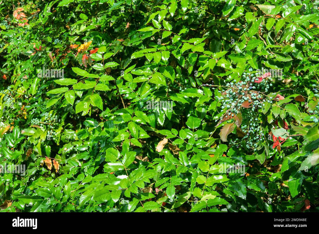 Uva dell'Oregon, magonie (Mahonia aquifolium) sempreverdi arbusti della famiglia Barberry (Berberidaceae) con frutti verdi. Introdotto dal Nord Foto Stock