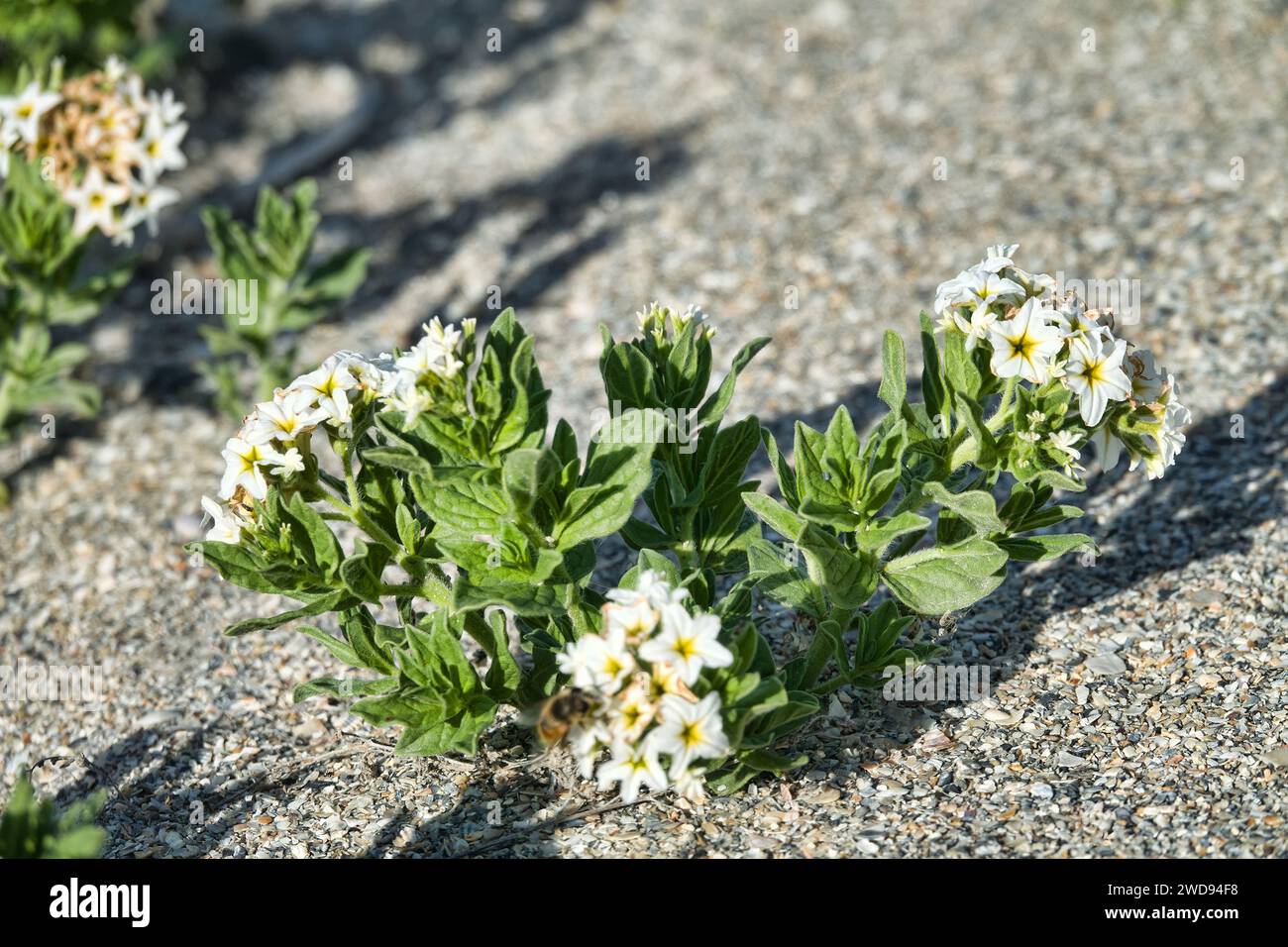 Tournefortia (Argusia sibirica), soldato. Impianto di alofita su terreni salini nella steppa Crimea, lago di Sivash. Greggio: Olio essenziale con eliotropi Foto Stock