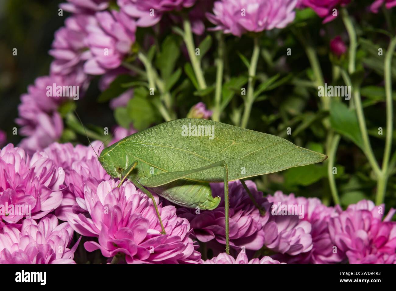 Katydid con ali angolari superiori - robifolium microcentrato Foto Stock