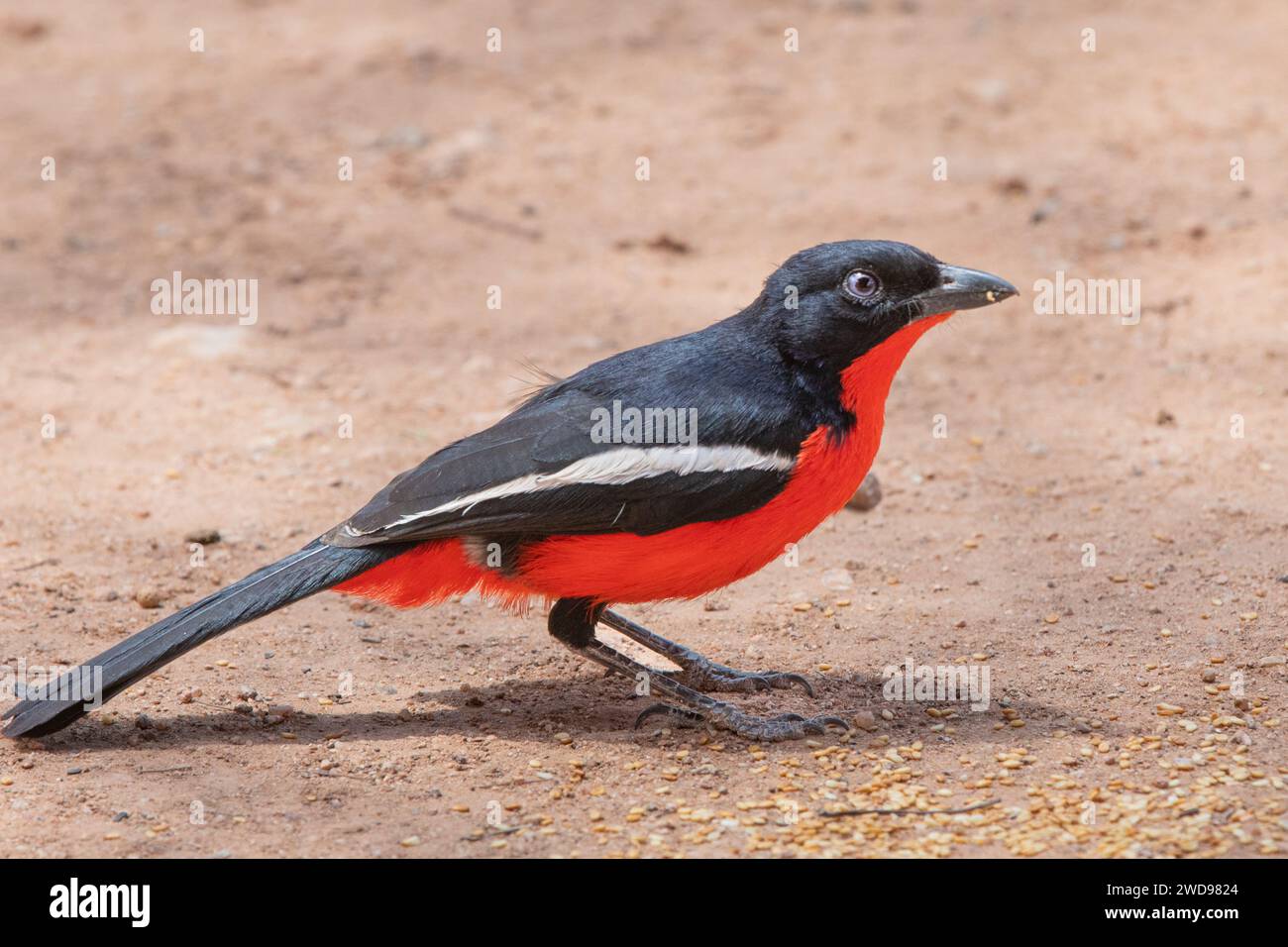 Uno shrike dal petto cremiso di colore sorprendente (Laniarius atrococcineus), noto anche come gonolek dal petto cremiso, visto nella Namibia centrale. Foto Stock