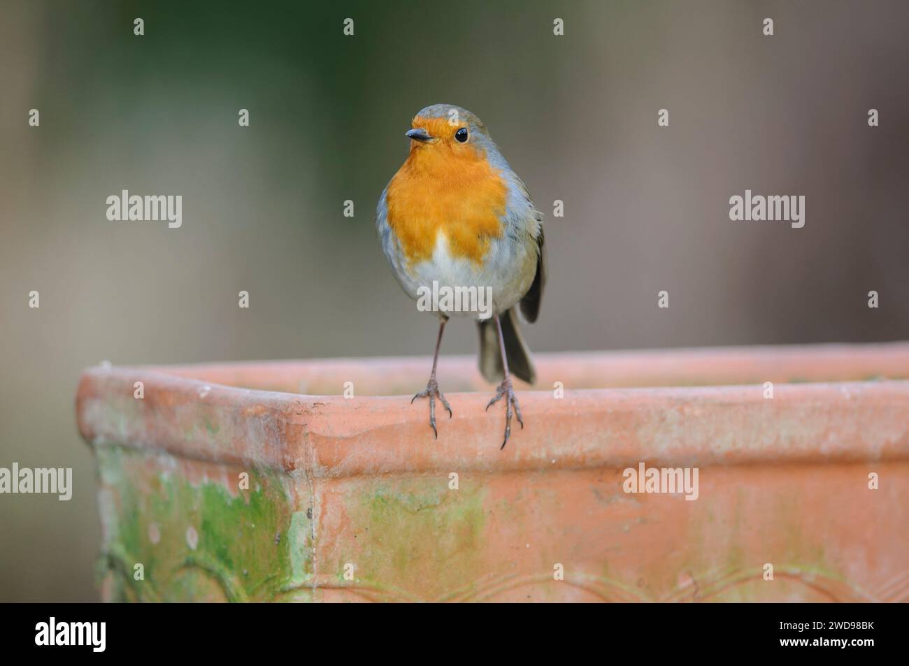 European robin erithacus rubecula, appollaiato su una fossa di piante in giardino, febbraio. Foto Stock