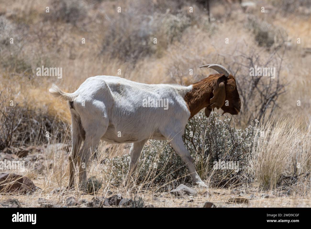 Capra e vegetazione secca nel deserto del Naukluft, scattata in tarda primavera a ovest di Helmeringhausen, Namibia, Africa Foto Stock