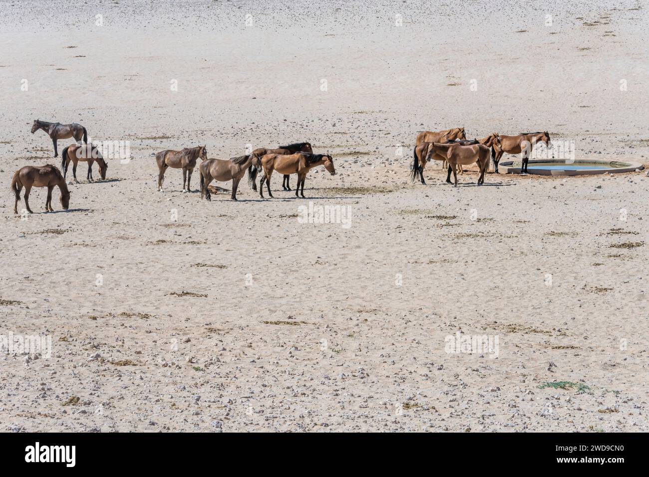 Gruppo di cavalli selvatici alla sorgente d'acqua sulla sabbia nel deserto del Naukluft, sparati in tarda primavera a nord vicino a Garub, Namibia, Africa Foto Stock