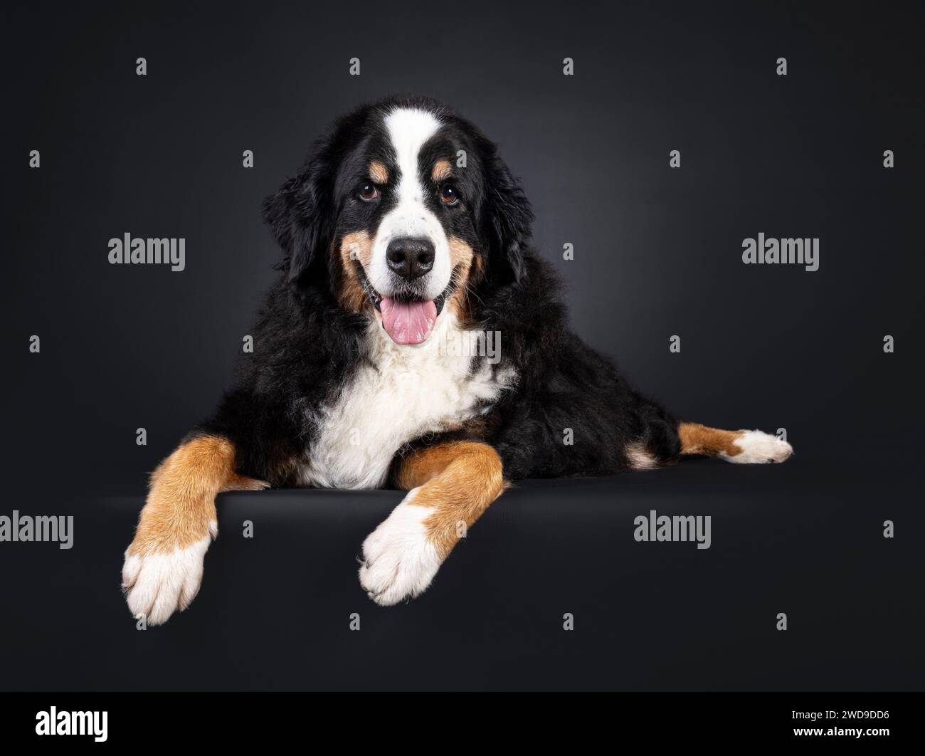 Bellissimo cane Berner Sennen, che si trova su un bordo. Guardando direttamente nella fotocamera. Isolato su sfondo nero. Foto Stock