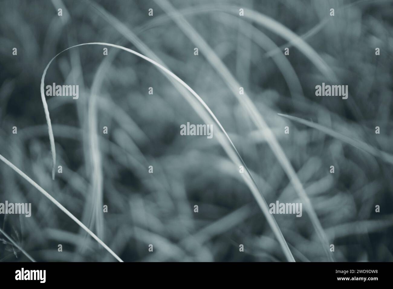 Immagine monocromatica astratta di delicate lame d'erba con una delicata messa a fuoco, creando uno sfondo tranquillo e artistico. Foto Stock