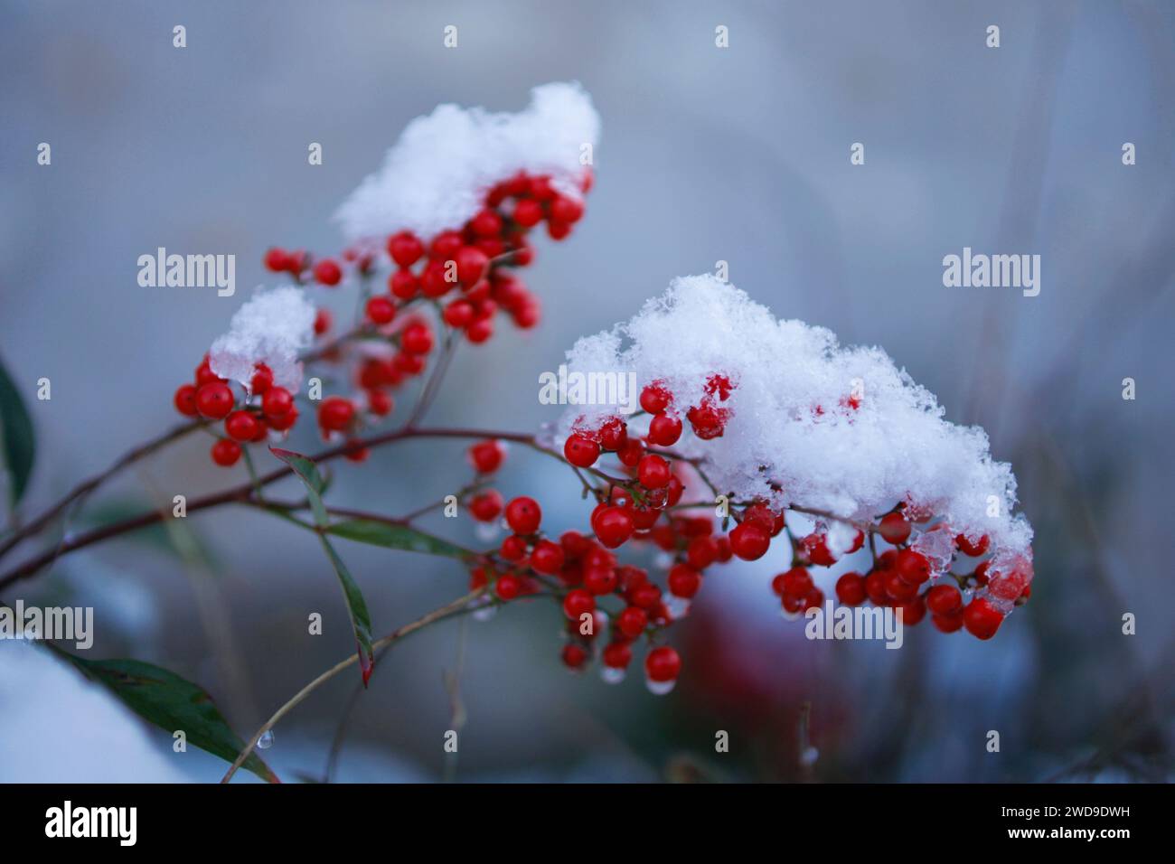 Bacche di rosso brillante ricoperte di neve fresca, a contrasto con uno sfondo morbido. Foto Stock