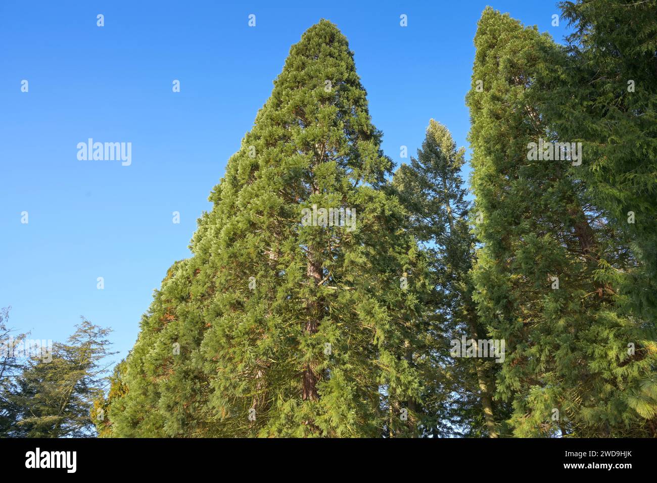 Riesen-Mammutbaum (Sequoiadendron giganteum), Freigelände, Landschaftsgarten, Botanischer Garten, Lichterfelde, Steglitz-Zehlendorf, Berlino, Deutschla Foto Stock