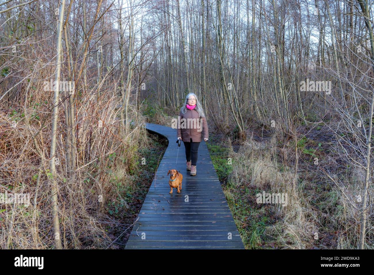 Donna adulta anziana che cammina con il suo dachshund su un sentiero di legno in un terreno fangoso tra vegetazione selvaggia e alberi nudi, Thor Park - Hoge Kempen National Foto Stock