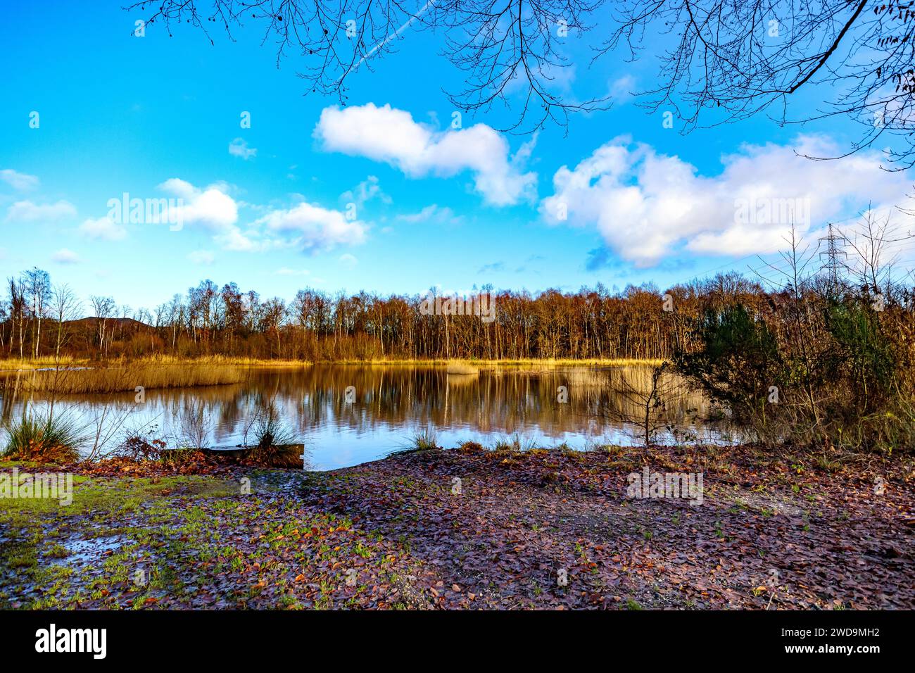 Paesaggio con lago con alberi nudi contro cielo blu con nuvole bianche sullo sfondo, riflessi specchi sulla superficie dell'acqua, Thor Park - Hoge Kempen nati Foto Stock