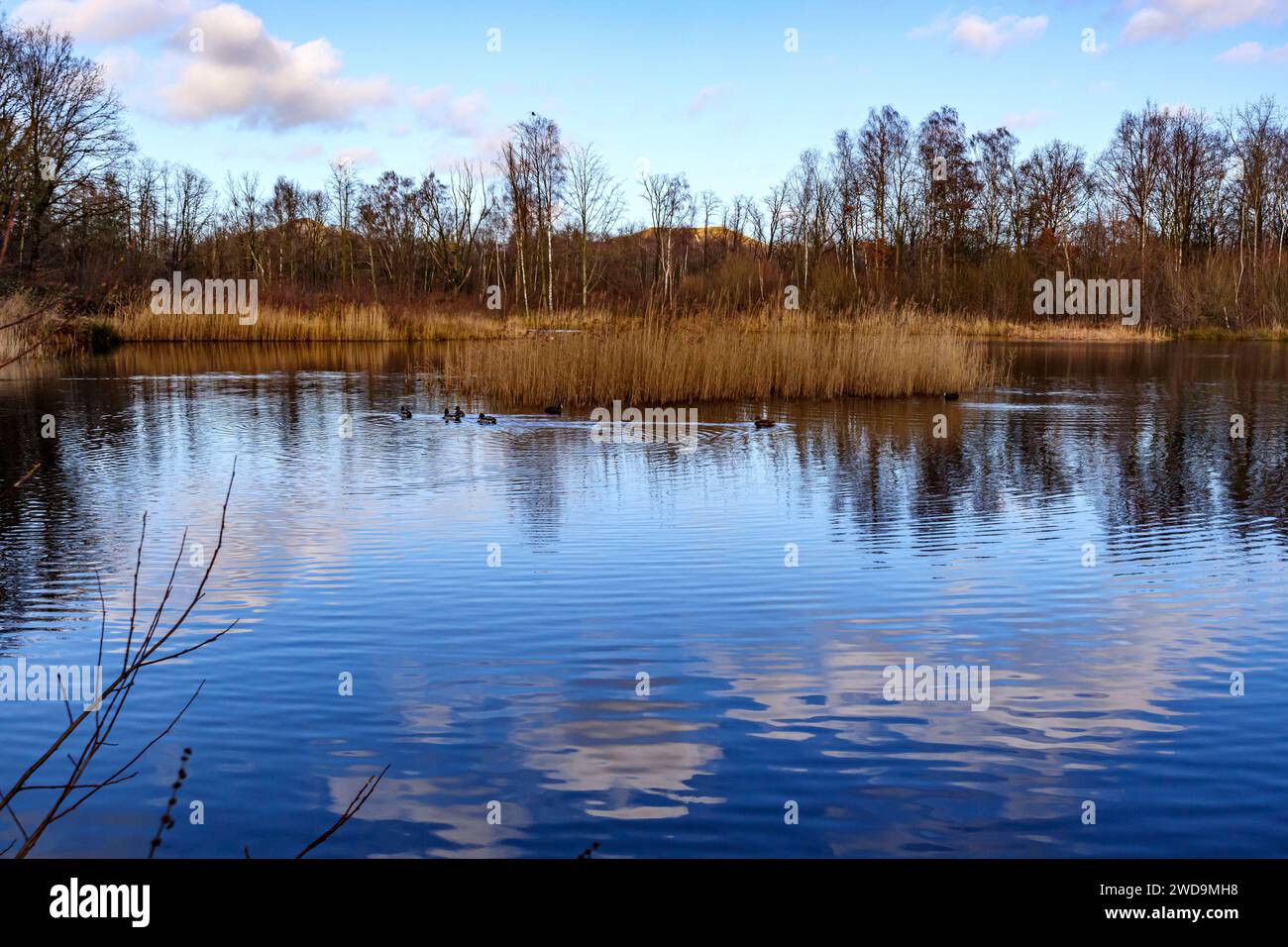 Cielo blu con nuvole bianche riflesse sulla superficie del lago, erba selvaggia e alberi nudi sullo sfondo, riflessi a specchio, anatre che nuotano, Thor Park - Hoge Kem Foto Stock