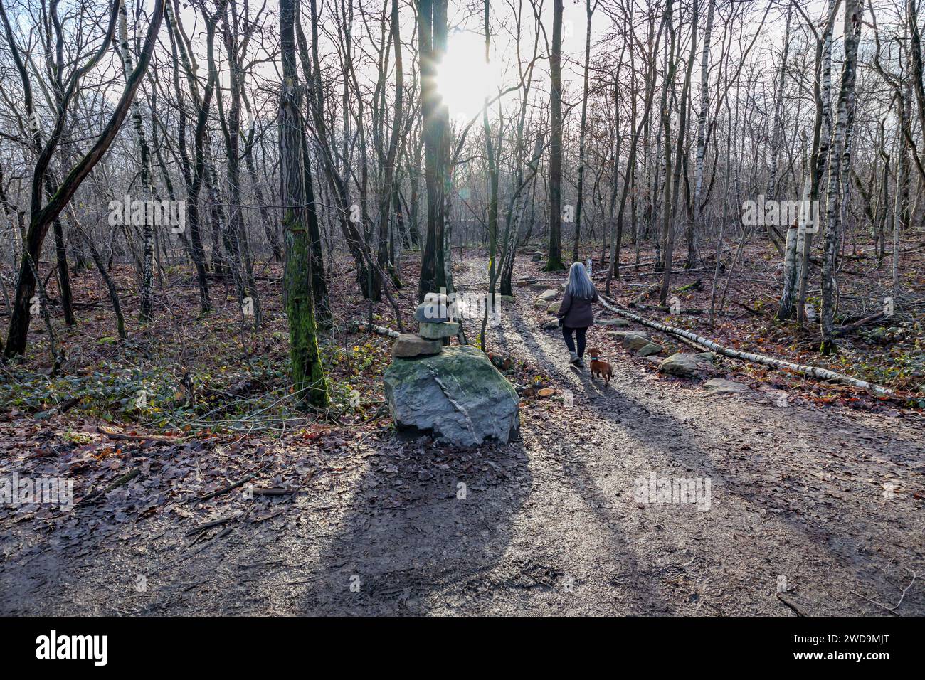 Paesaggio boschivo con i raggi del sole tra i rami, vista posteriore di una donna matura che cammina con il suo cane su un sentiero a Thor Park - Hoge Kempen Natio Foto Stock