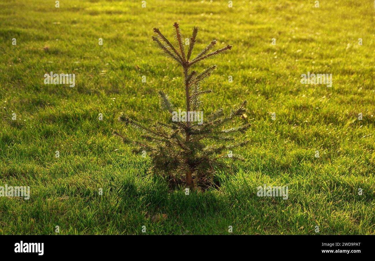 Giovane abete che cresce su un prato verde al tramonto. Giardino ornamentale. Concetto di giardinaggio. Foto Stock