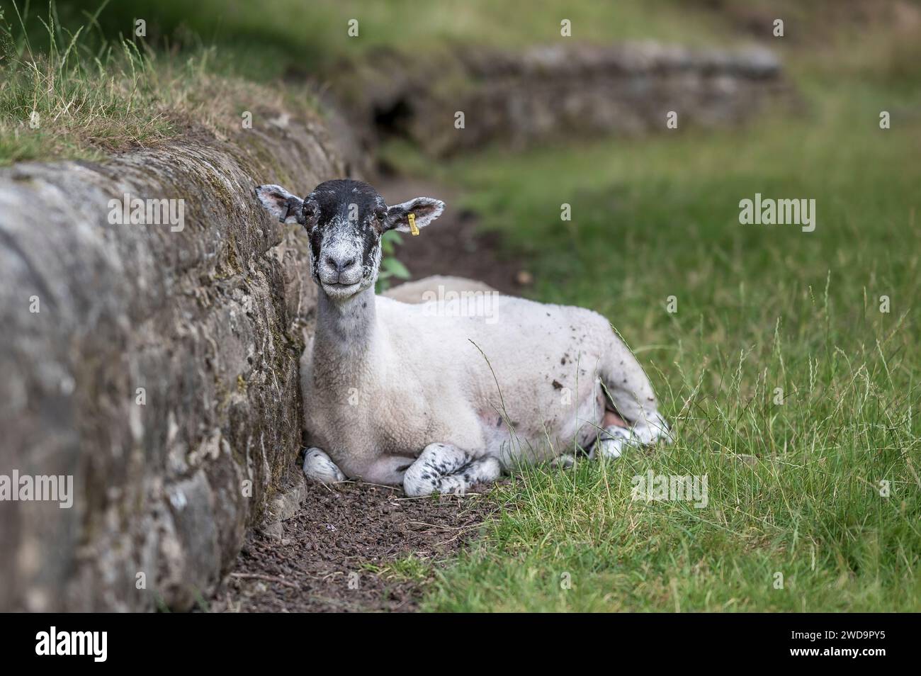 Una pecora, riparata lungo un muro di pietra, nella campagna inglese, in un giorno d'estate Foto Stock