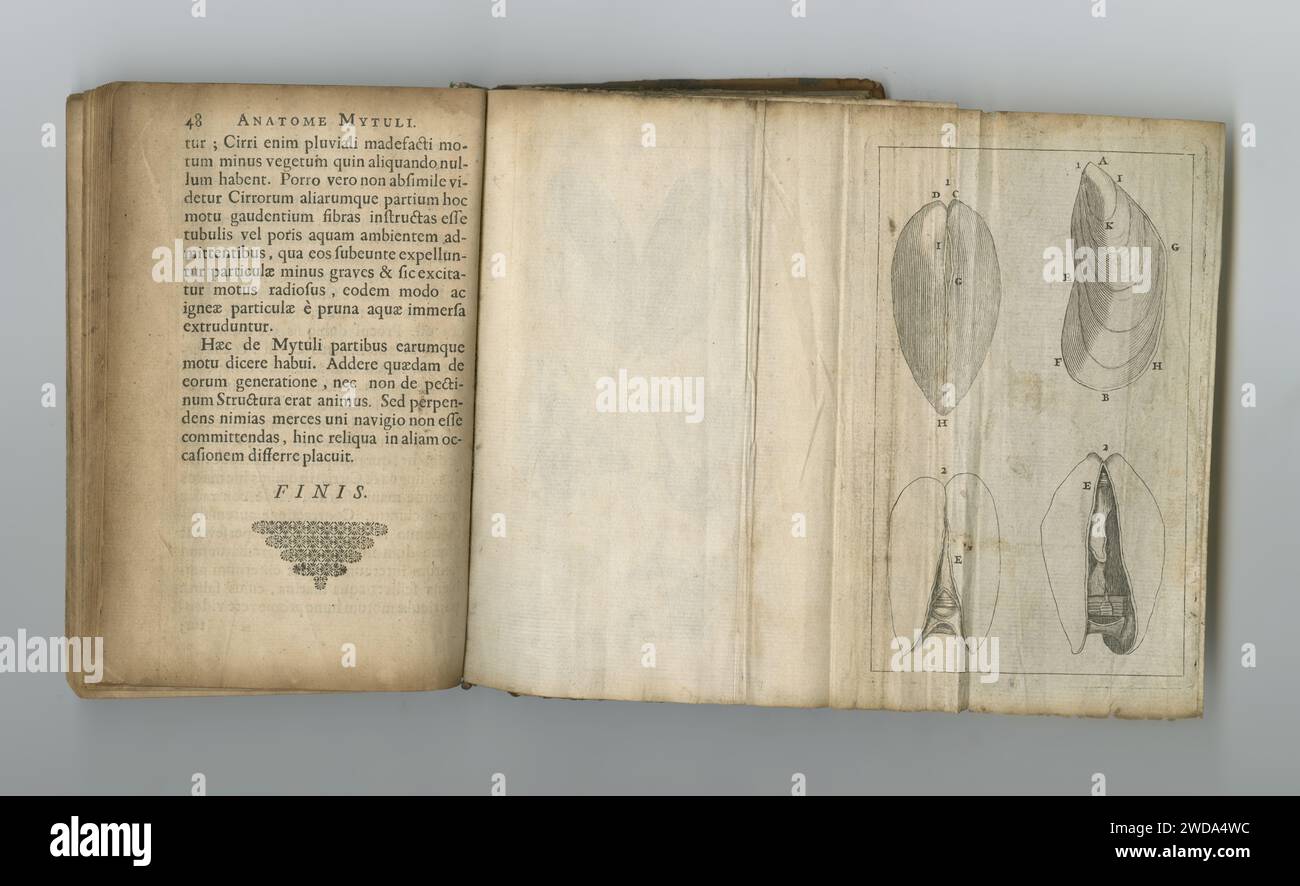 Medico, libro e disegno di anatomia su carta in antico, vintage o vecchio libro di scienza con conoscenza. Archiviazione, illustrazione e diagramma su Foto Stock