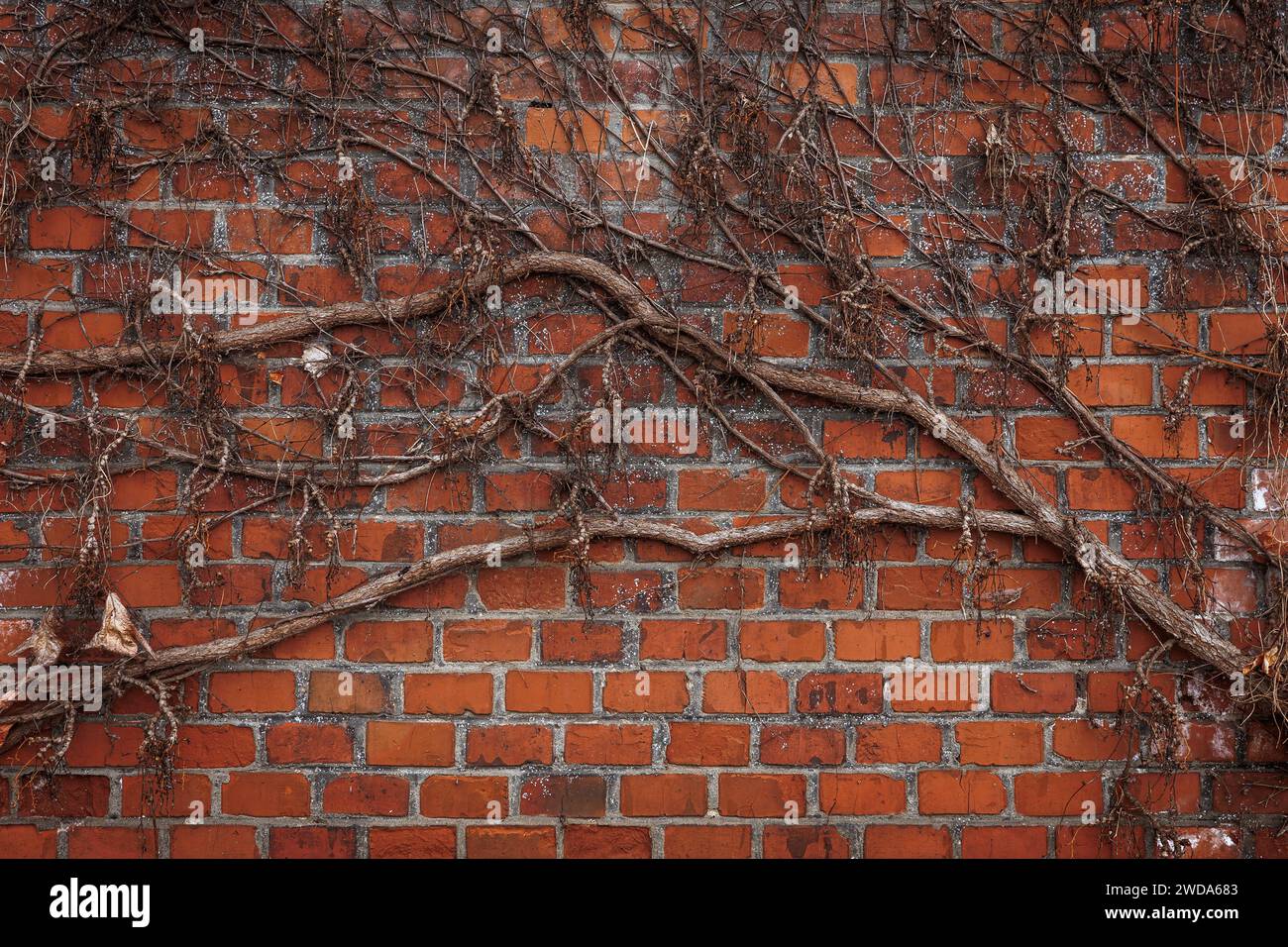 Muro di mattoni rossi con rami di edera. Autunno e sfondo architettonico Foto Stock