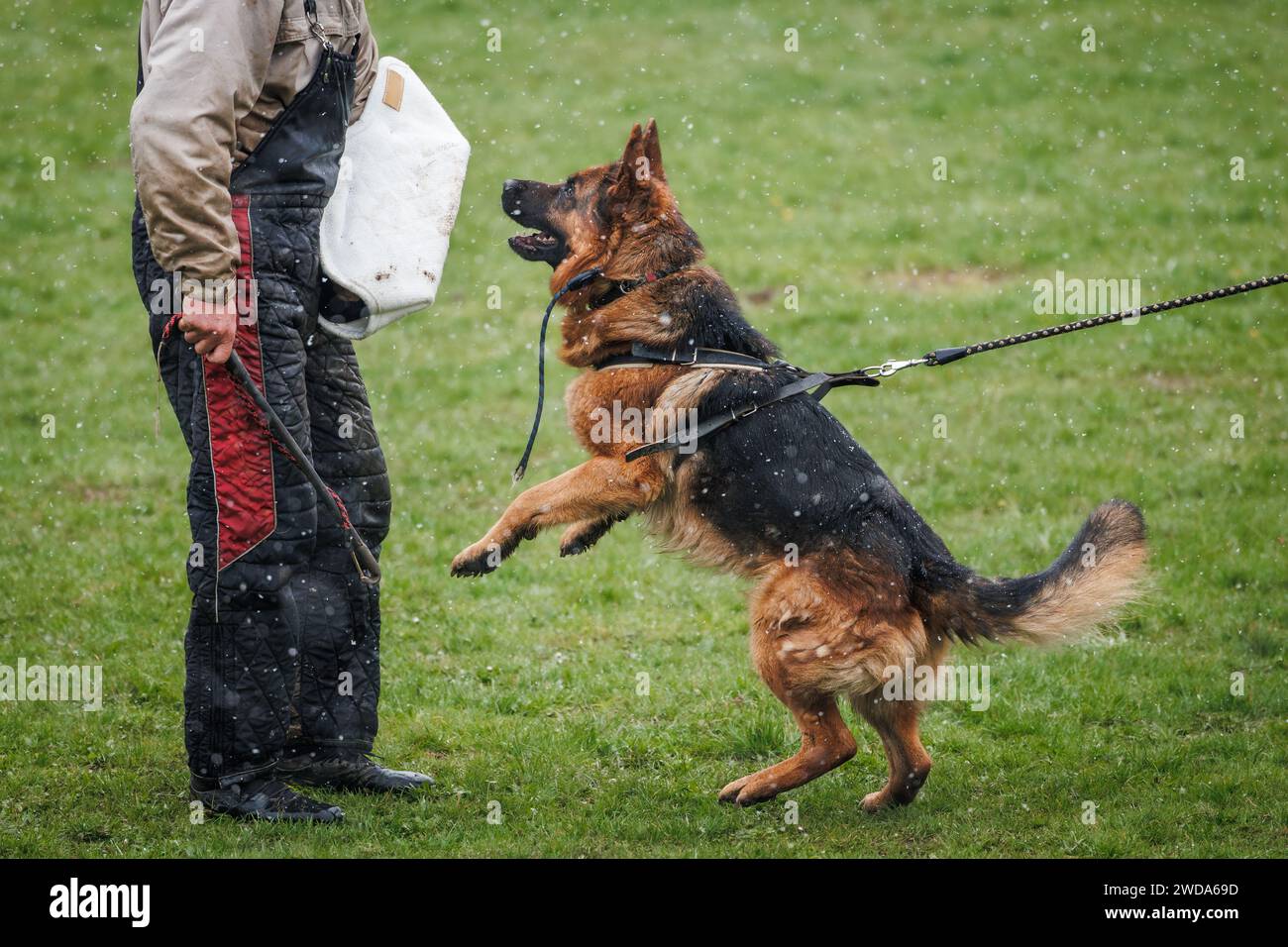 Addestramento dei cani da pastore tedesco morso e lavoro di difesa con il gestore di cani della polizia. Addestramento all'obbedienza degli animali Foto Stock