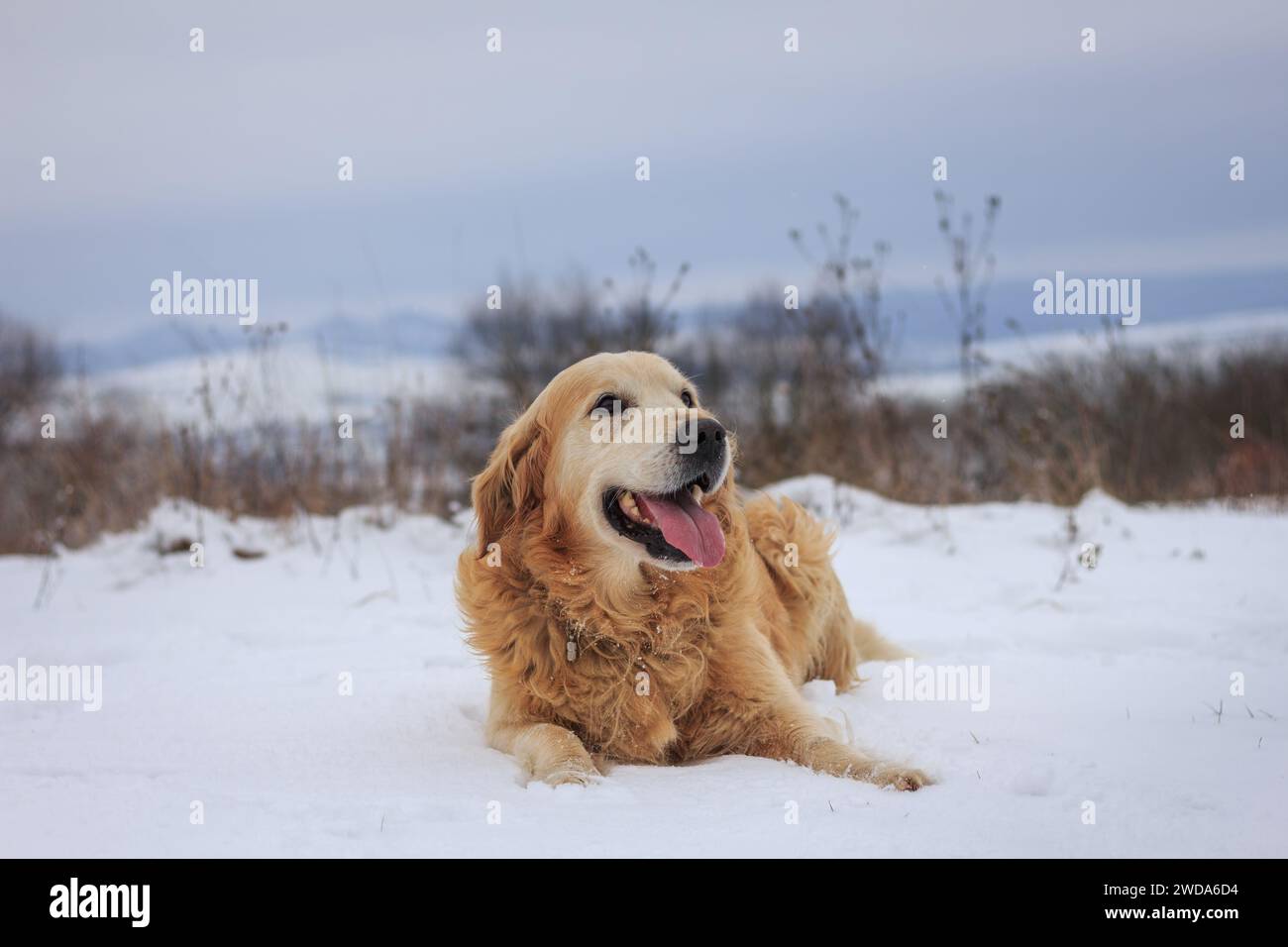 Il carino cane Golden retriever si gode la neve durante le passeggiate invernali all'aperto Foto Stock