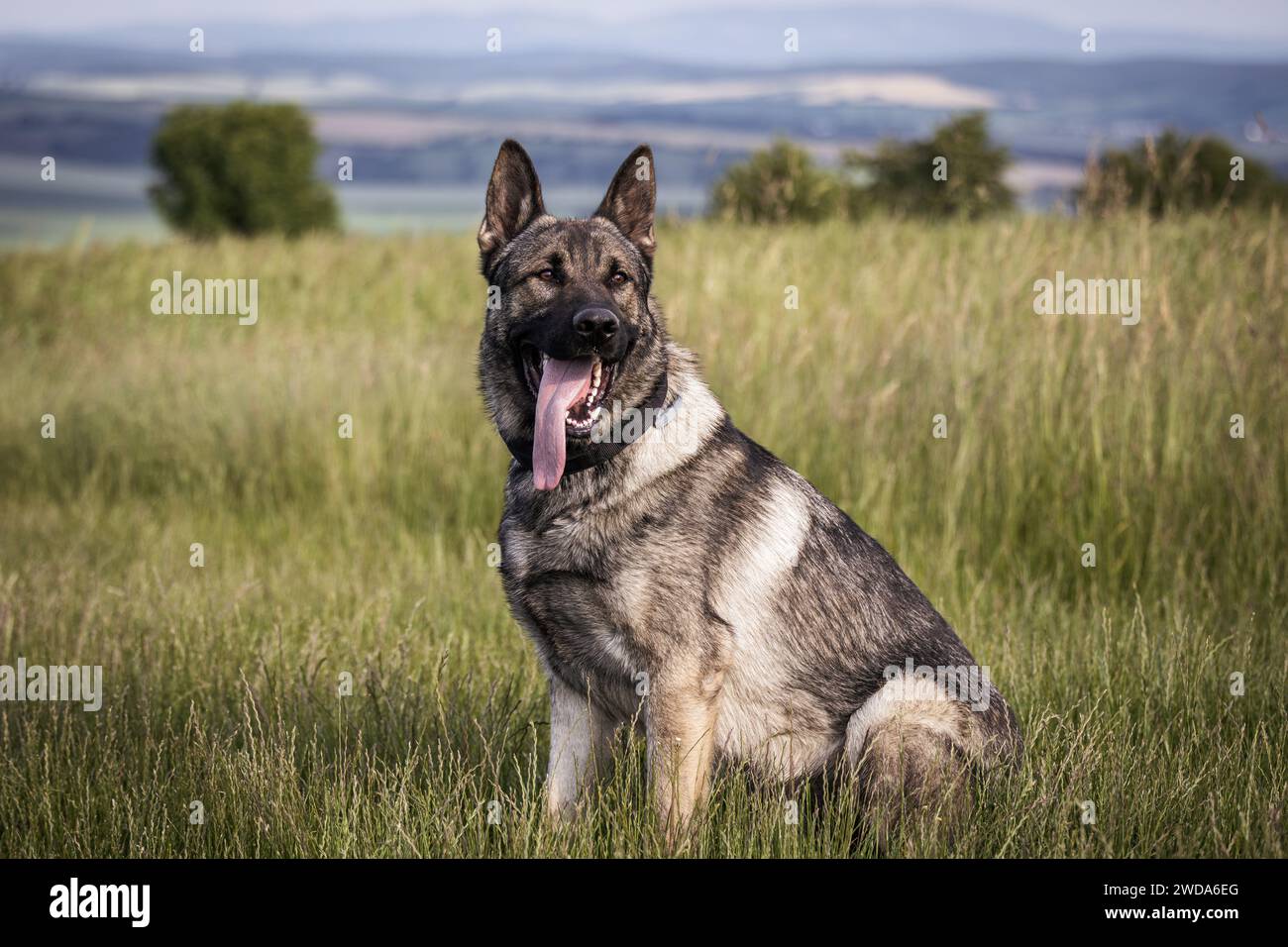Cane pastore tedesco seduto in erba. Ritratto di cane di razza pura all'aperto Foto Stock