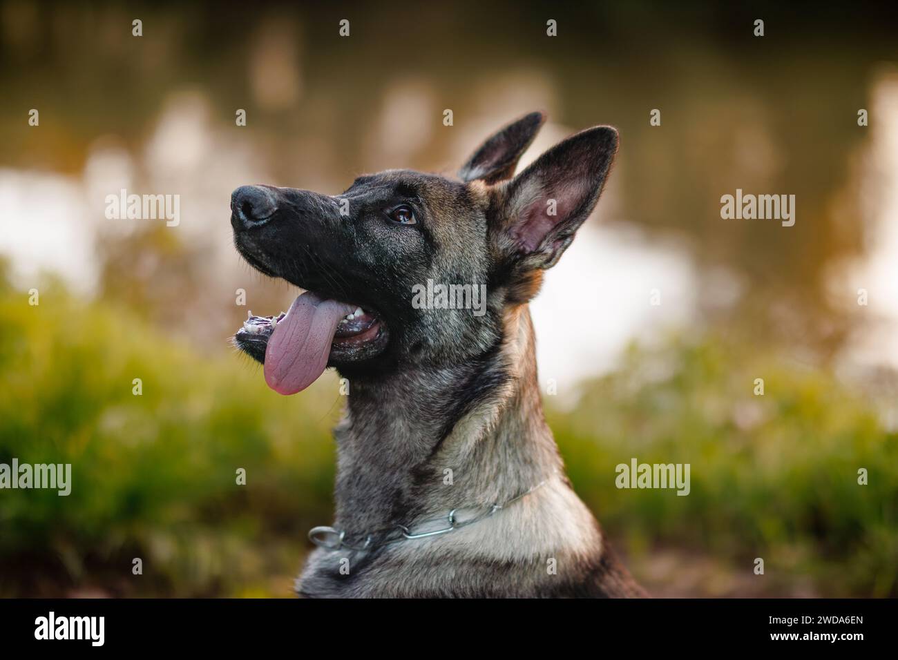 Ritratto del giovane pastore tedesco all'aperto. Il cucciolo curioso sta guardando in alto Foto Stock